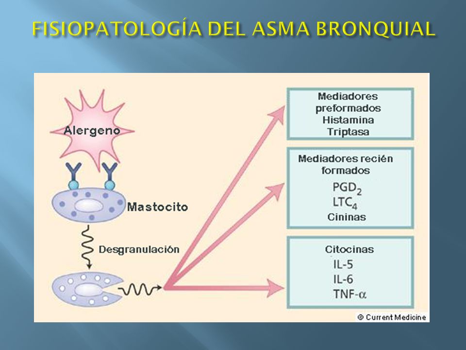 FISIOPATOLOGIA ASMA BRONQUIAL EBOOK DOWNLOAD FISIOPATOLOGIA ASMA BRONQUIAL EBOOK DOWNLOAD